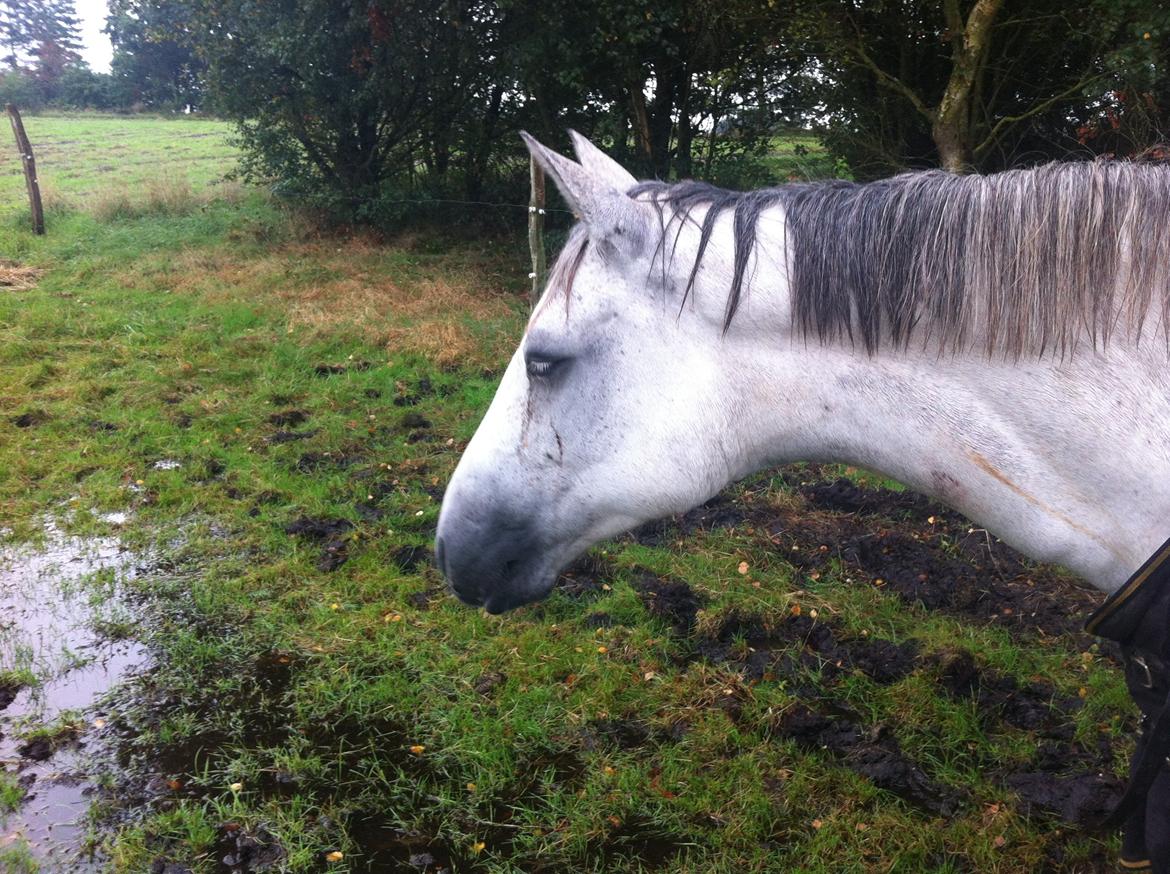 Kværke/brandfeber billede 34