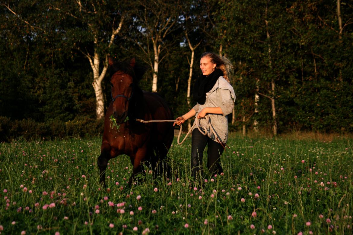 Vores billedebog. - Ude og løbe på marken, i aftensolen, dejlige hest (': billede 115
