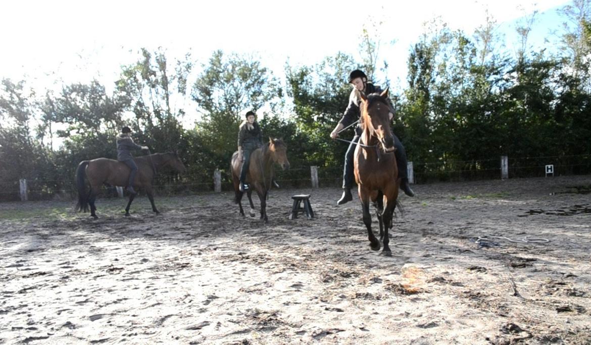 Vores billedebog. - At kunne sætte sig spontant op på hesten, skridte 1-2 runder i rebgrime, for at smide den og ride 10 min. i udelukkende cordeo. Dét er en fantastisk følelse! billede 117