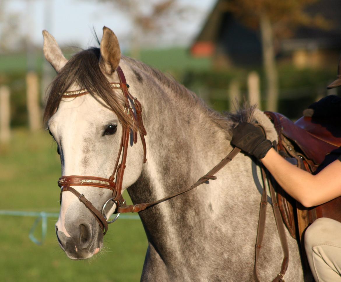 I tilridning ved Diana Klein :-D <3 billede 6