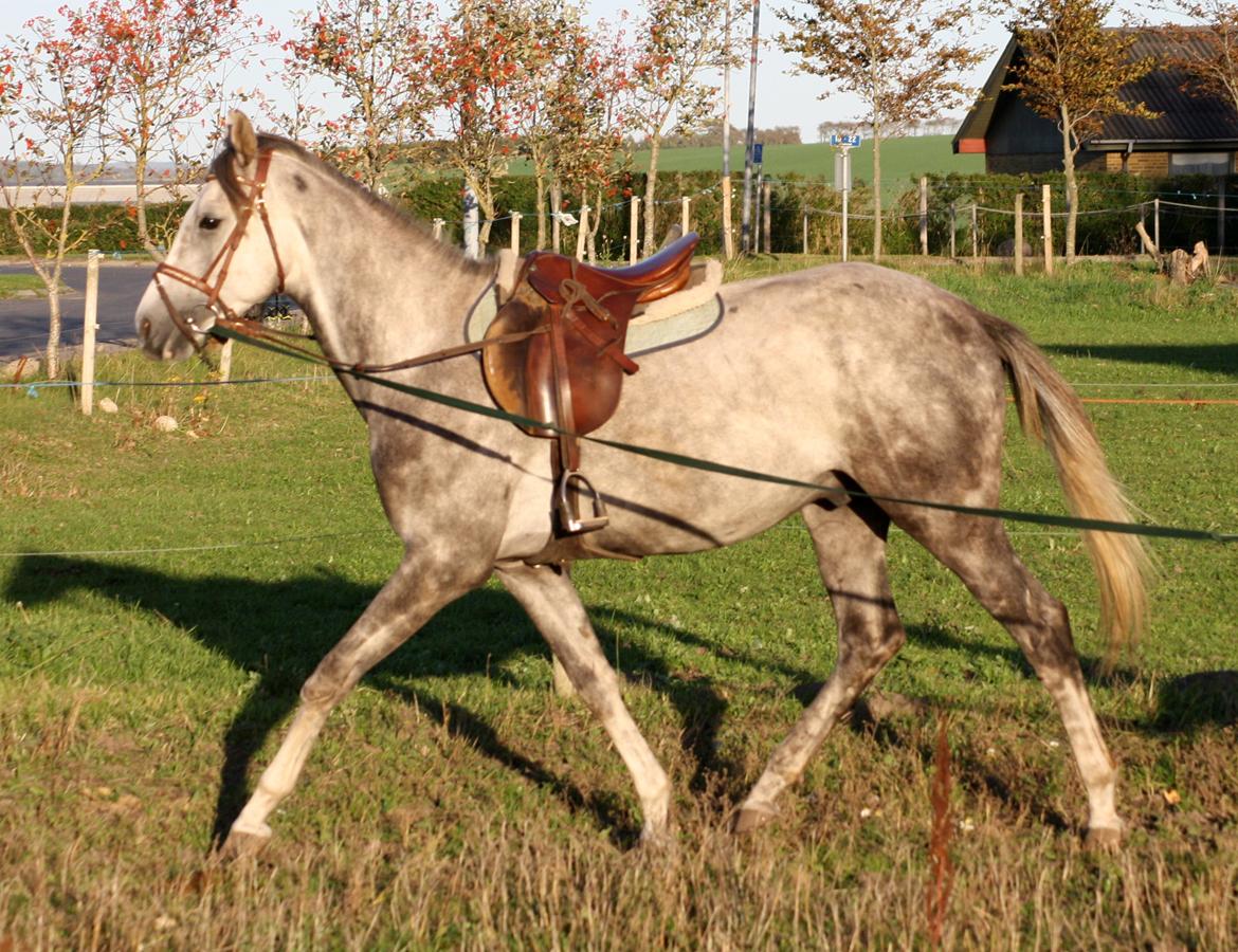 I tilridning ved Diana Klein :-D <3 billede 7