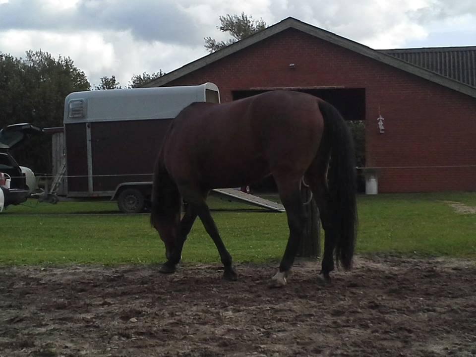 Vores billedebog. - Sådan spiser man græs! billede 118