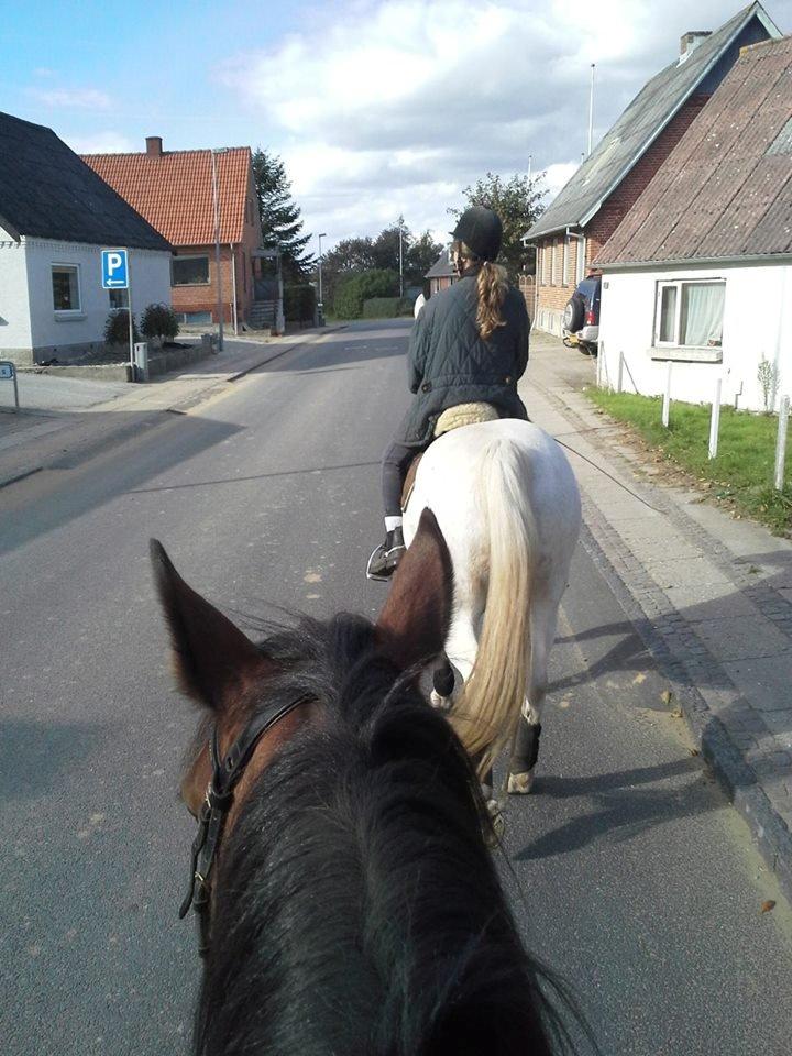 Vores billedebog. - På tur ned i byen, i hackamore, hardcore hest <3 billede 122