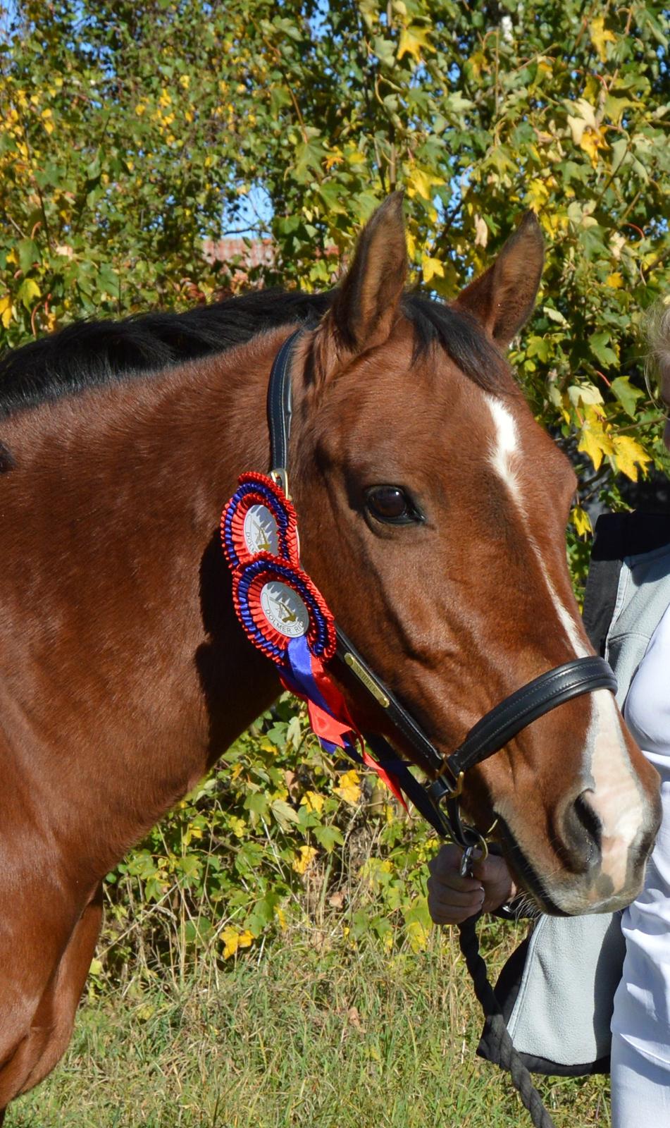 Stævne i Dolmer Rideklub D. 06-10-2013 billede 1