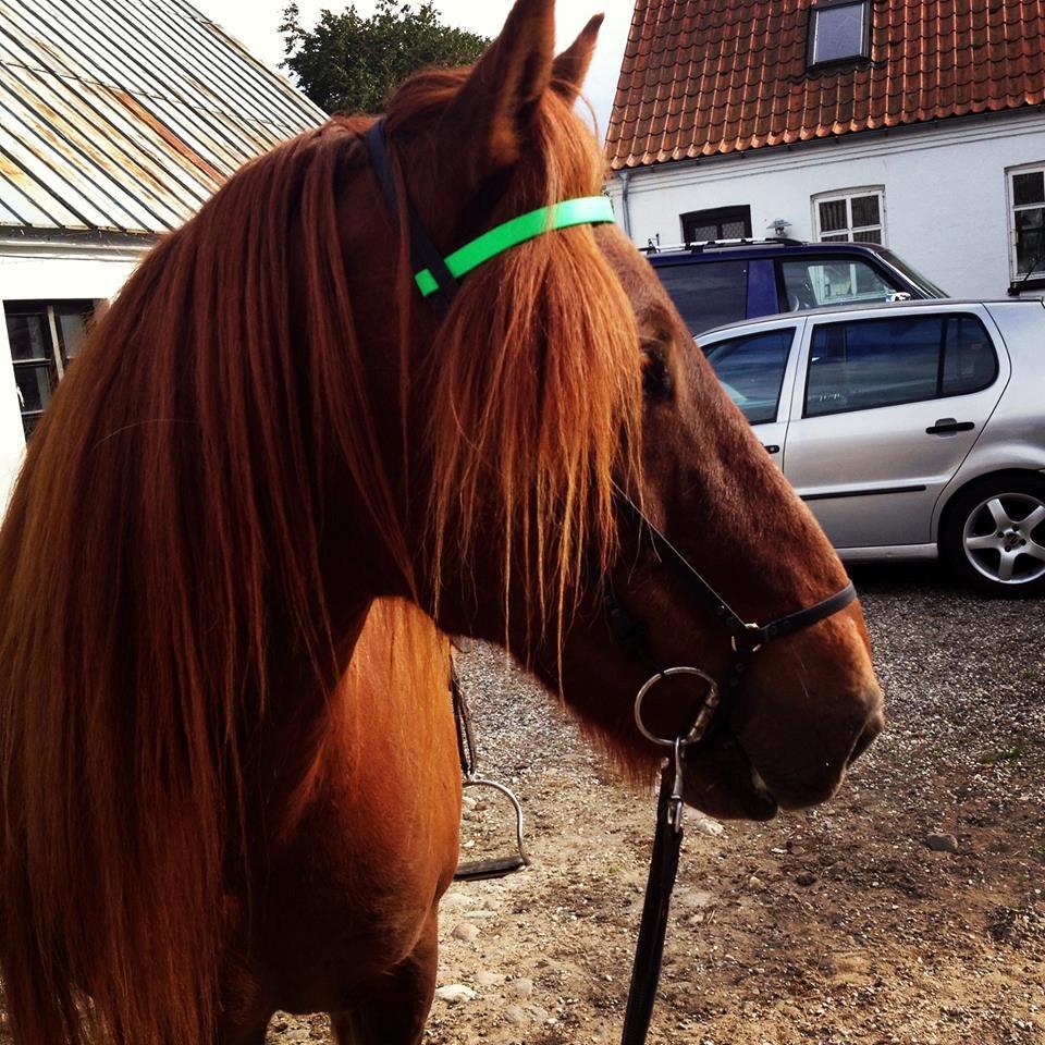 Mit Biothan udstyr - Odi
indsendt af Lise Baumbach billede 18