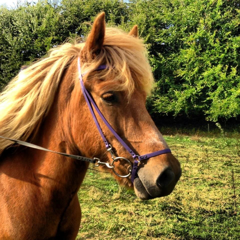 Mit Biothan udstyr - Dynur.
Ejer: Pernille Legind billede 19