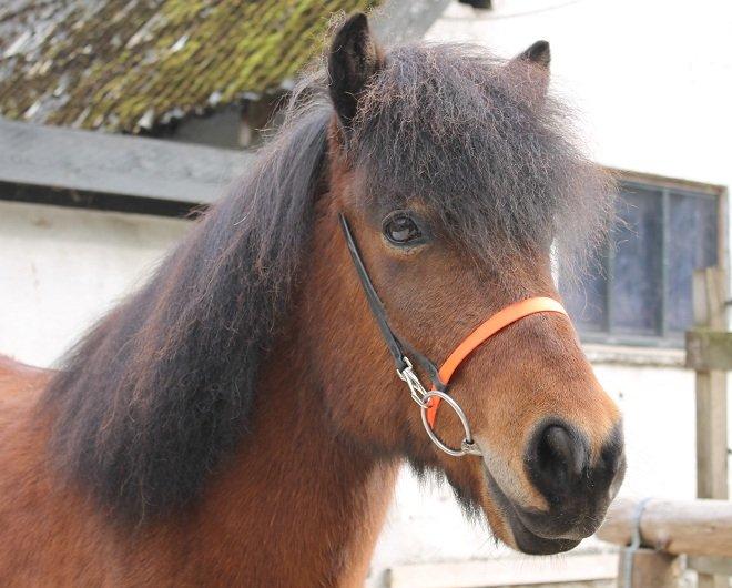 Mit Biothan udstyr - Kópur
Ejer: Lene Warming billede 20