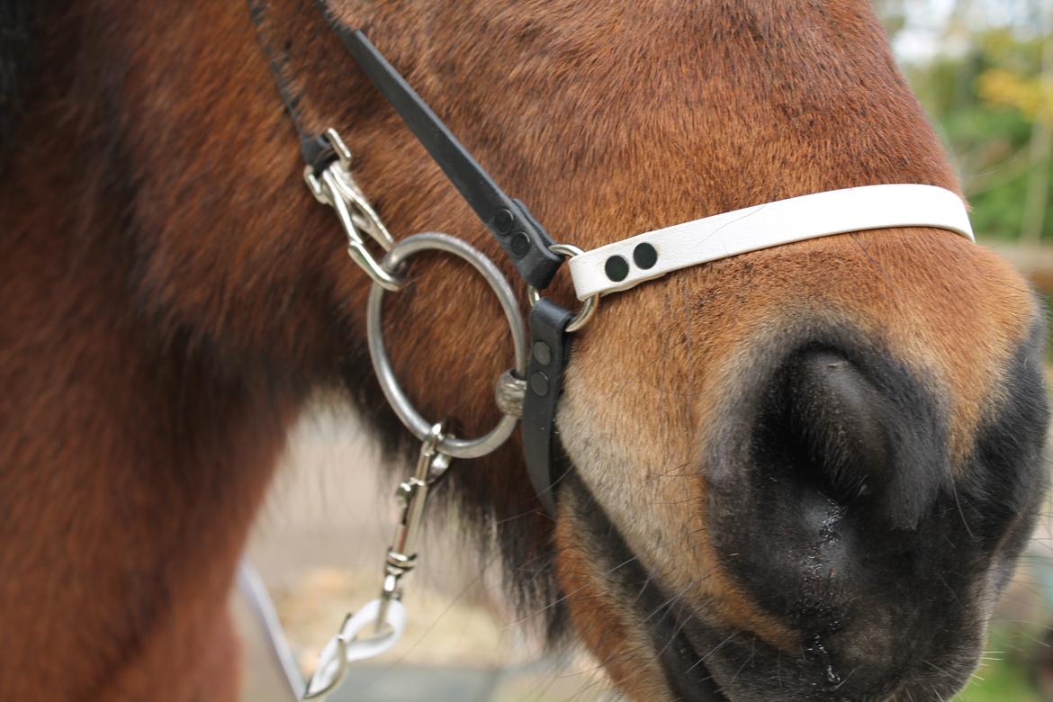 Mit Biothan udstyr - Kópur
Ejer: Lene Warming billede 21