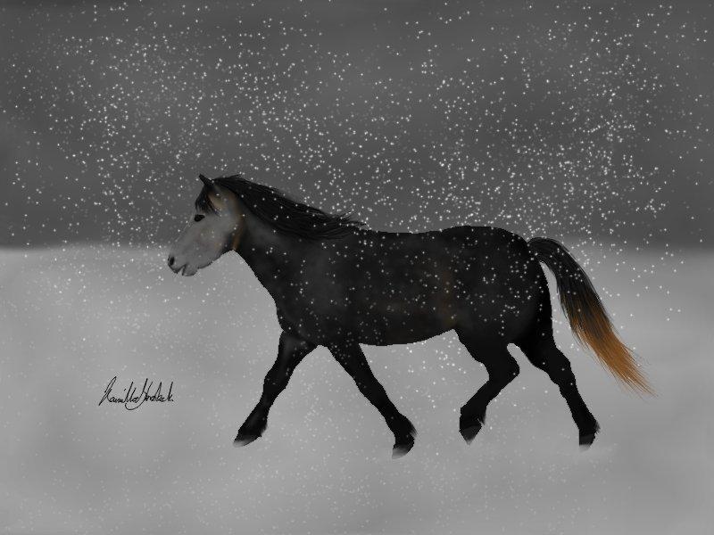 Mine hestetegninger på computeren :) - Ponyen Náttfari (Noddi)! 
Tegnet til en bruger her på HG. 

På originale billede, har han grime på. Jeg har valgt, ikke at tegne grimen med, da jeg synes, tegningen var bedst uden :) billede 54