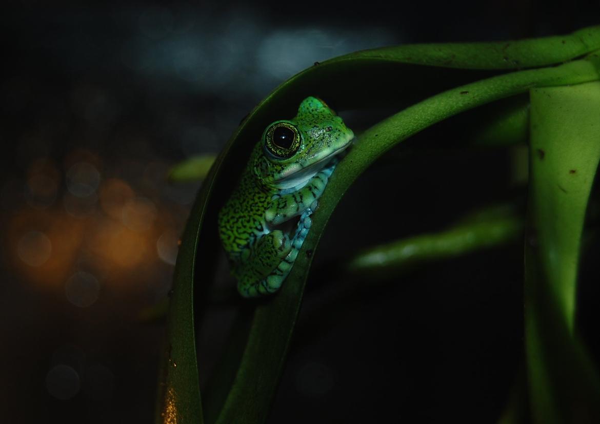 Frø Leptopelis vermiculatus og kop Pamphobeteus billede 3