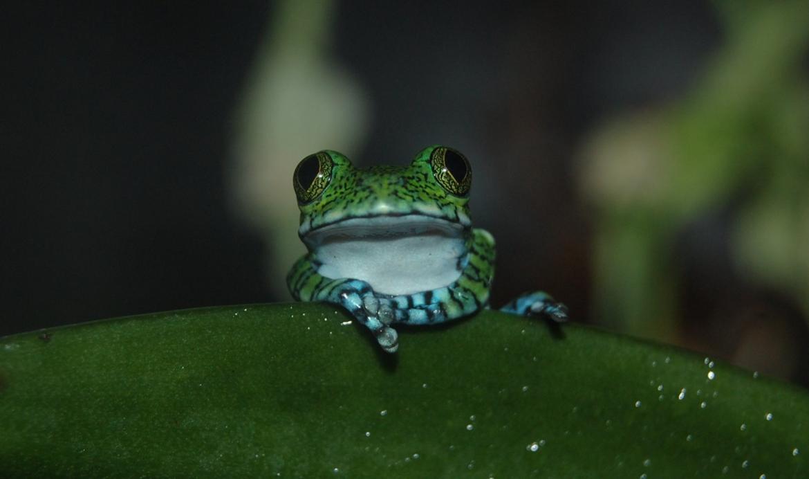 Frø Leptopelis vermiculatus og kop Pamphobeteus - Like a Boss billede 4