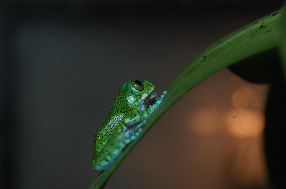 Frø Leptopelis vermiculatus og kop Pamphobeteus billede 5