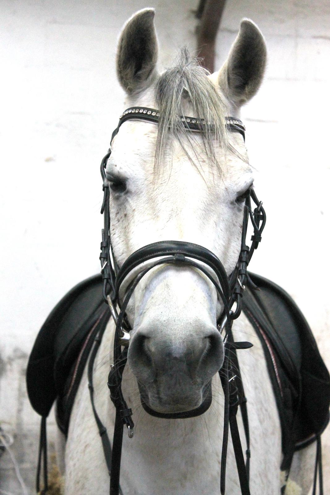 billeder af sibo røv :) billede 1