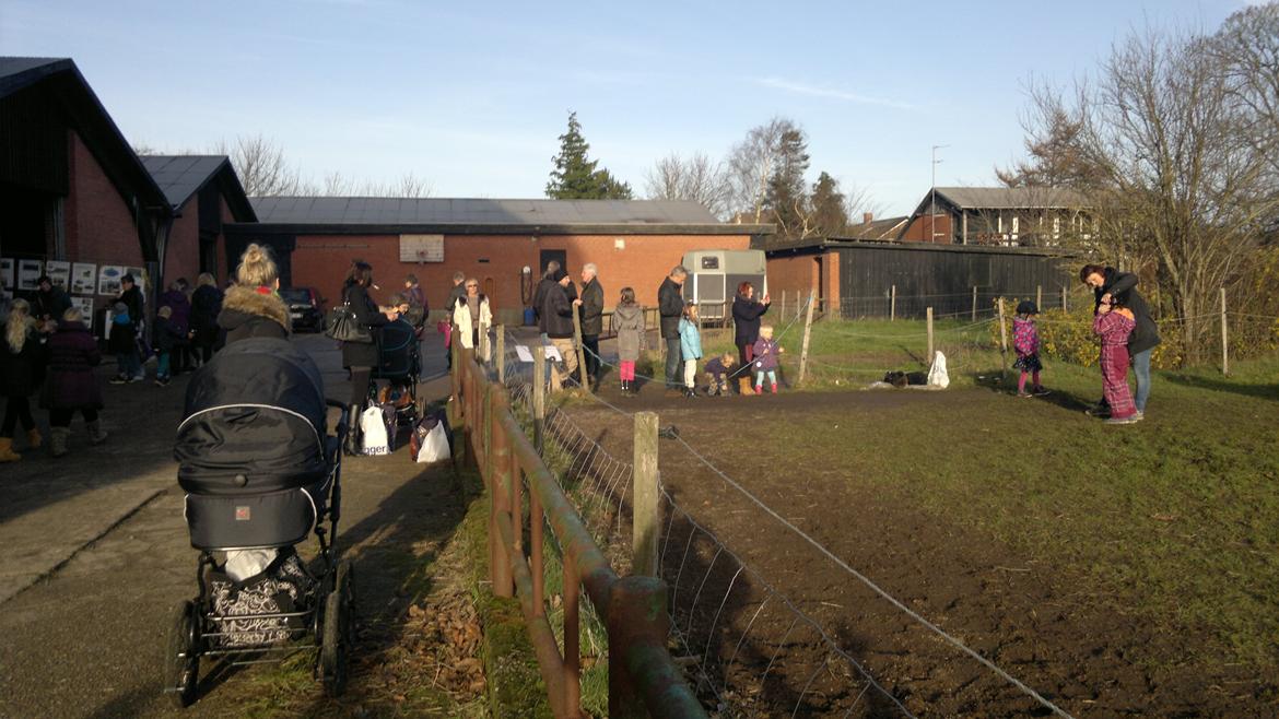 Trække ture til Jule messen på Gram Slot billede 5