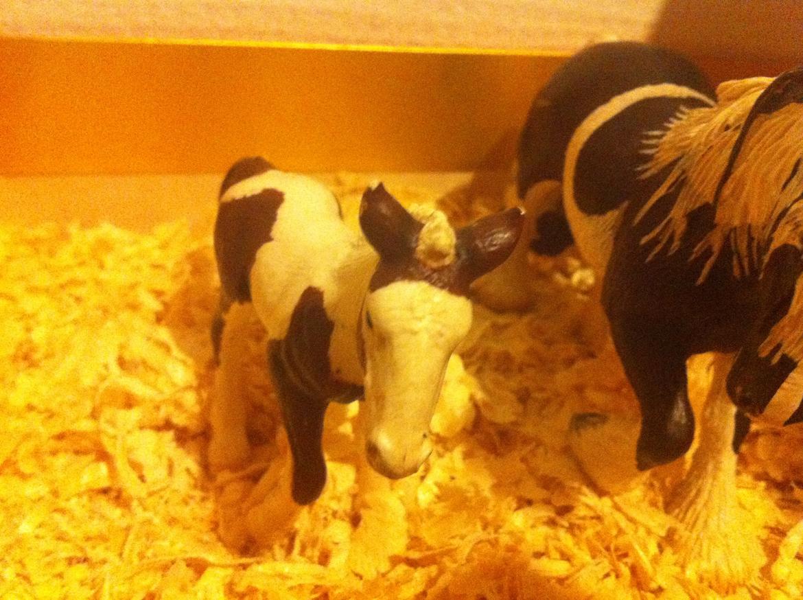 Mine Schleich Heste - Healy køn:hoppe alder: 4 måneder race:barock pinto og tinker bruges til: hun er kun et lille føl basse Solgt! billede 15