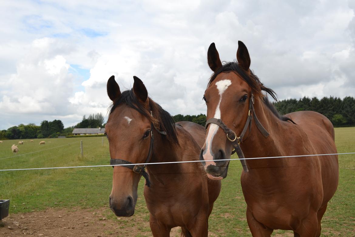 Heste og ponyer i Irland - Galopheste, Åringer efter Vinnie Roe og Goldwell. 
Solgt i November.  billede 1