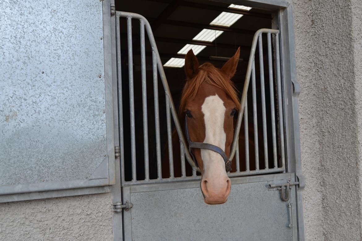 Heste og ponyer i Irland - Oskar. 
Una`s ridehest, som jeg til tider tager en tur på. :O)  billede 2
