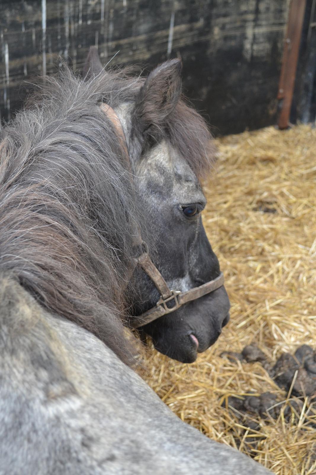 Heste og ponyer i Irland - Shetlænder, Mr. Tot. 
Tommy`s pony. 
Mr. Tot er 40 år gamle men stadig frisk og det meste af tiden rimelig fræk :O) billede 3