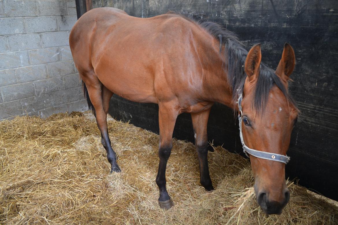 Heste og ponyer i Irland - Galophest, Åring efter Mahler. 
Solgt i November. billede 4