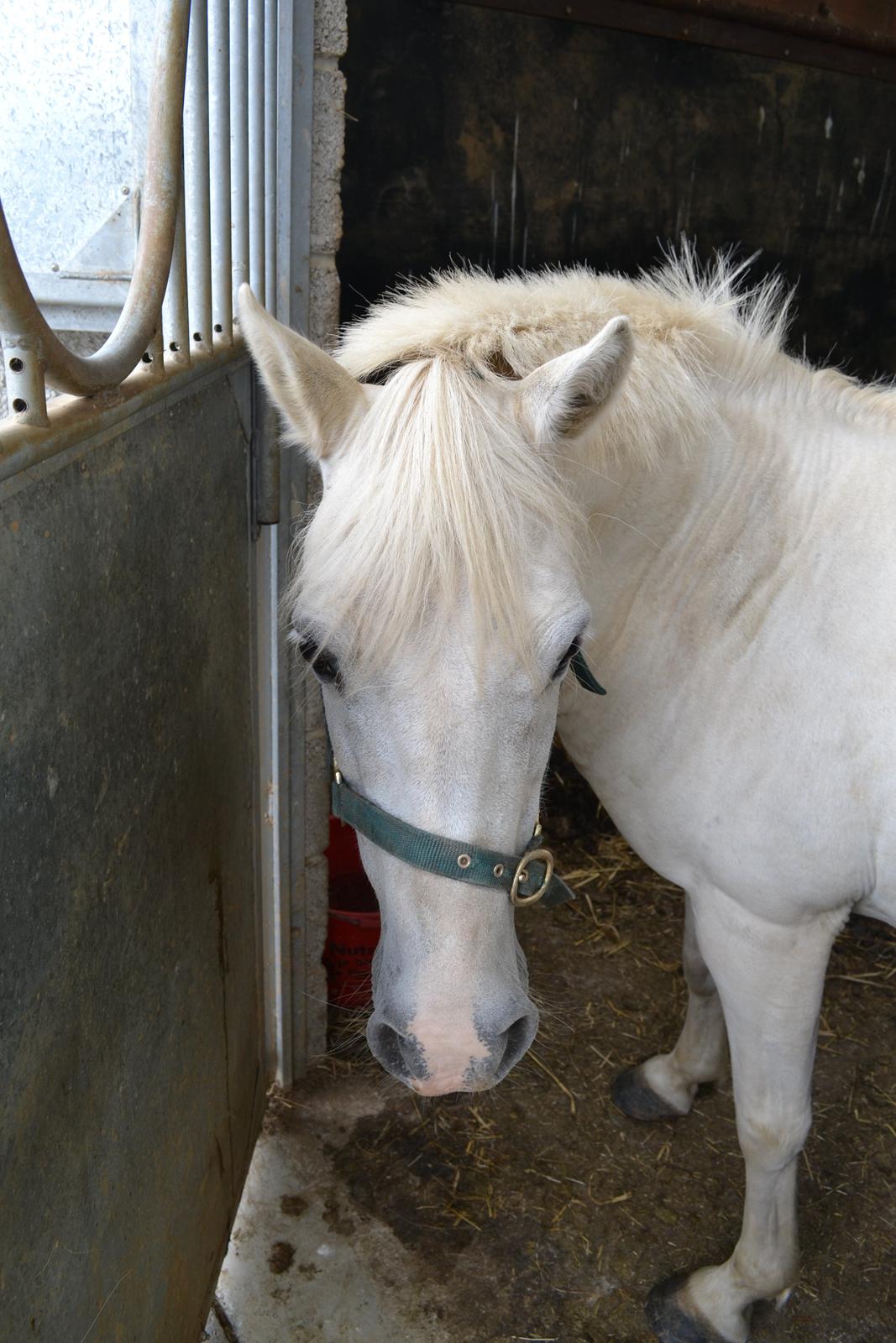 Heste og ponyer i Irland - Connemare pony, Snowdrop. 
Paul`s pony.  billede 5