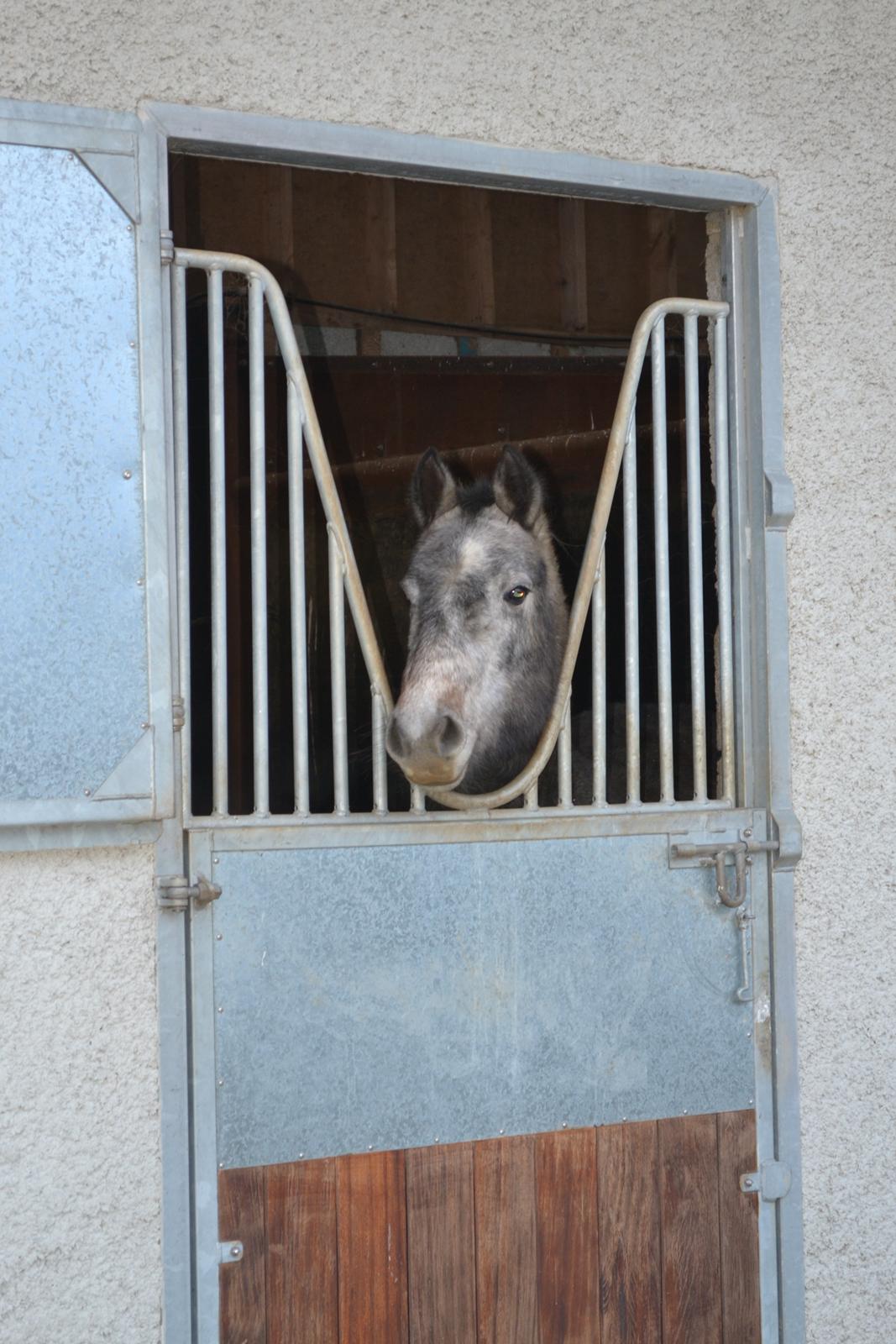 Heste og ponyer i Irland - Connemare Pony, Dust. 
Det var meningen jeg skulle ride og træne Dust. Desværre viste det sig hun havde sommereksem samt ikke var tilreddet ordentlig.  billede 6