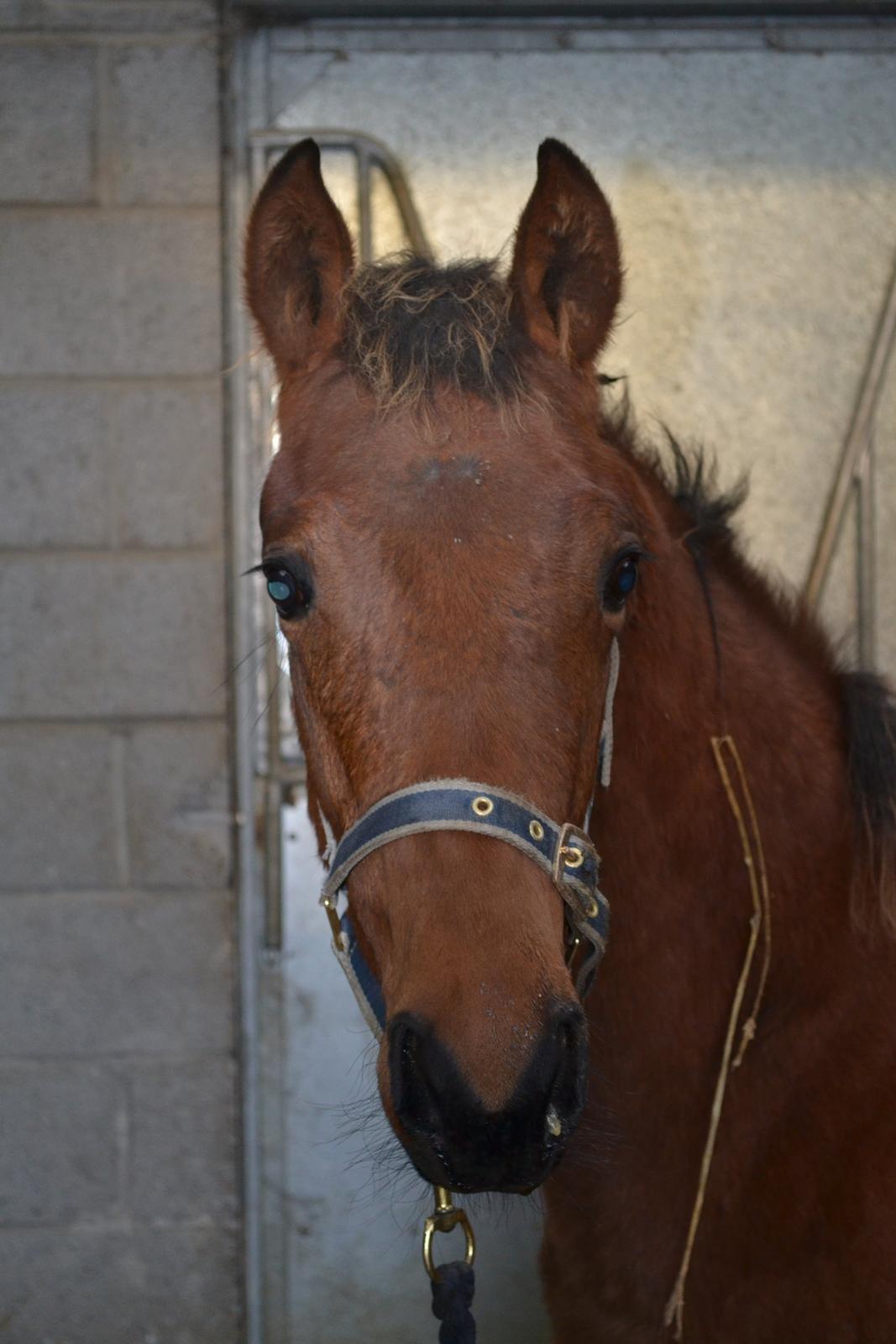 Heste og ponyer i Irland - Galopføl efter Vertical Speed.
Solgt i December, efter 3 ugers træning med at være i hænder og blive trukket.  billede 7