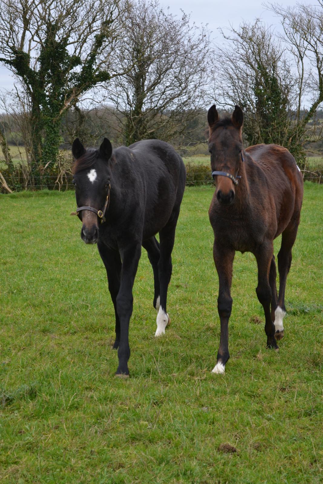 Heste og ponyer i Irland - Galopheste: Hingsteføl efter Milan og Scorpin. Købt i November. 
Sælges som åringer næste november.  billede 8