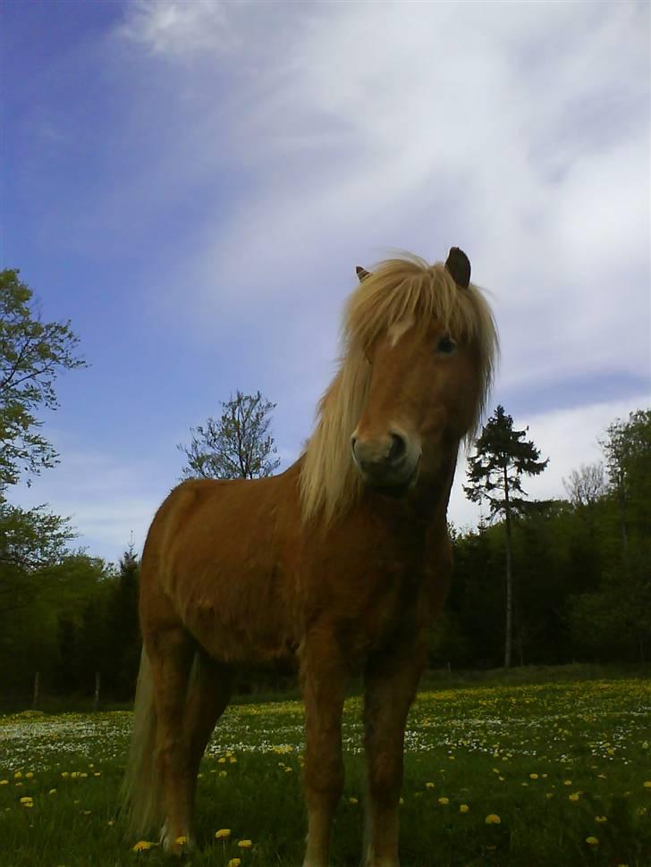 Heste billeder som jeg selv har taget <3 - Min venindes smukke islædner vallak Dropy <33
(taget med min mobil) billede 1