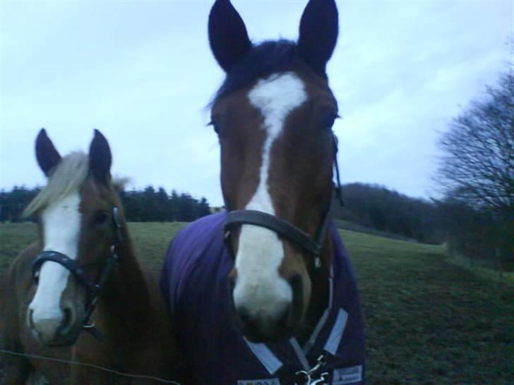 Heste billeder som jeg selv har taget <3 - To super søde heste der har stået ikke så langt væk fra mig <33
(taget med min gamle mobil) billede 2