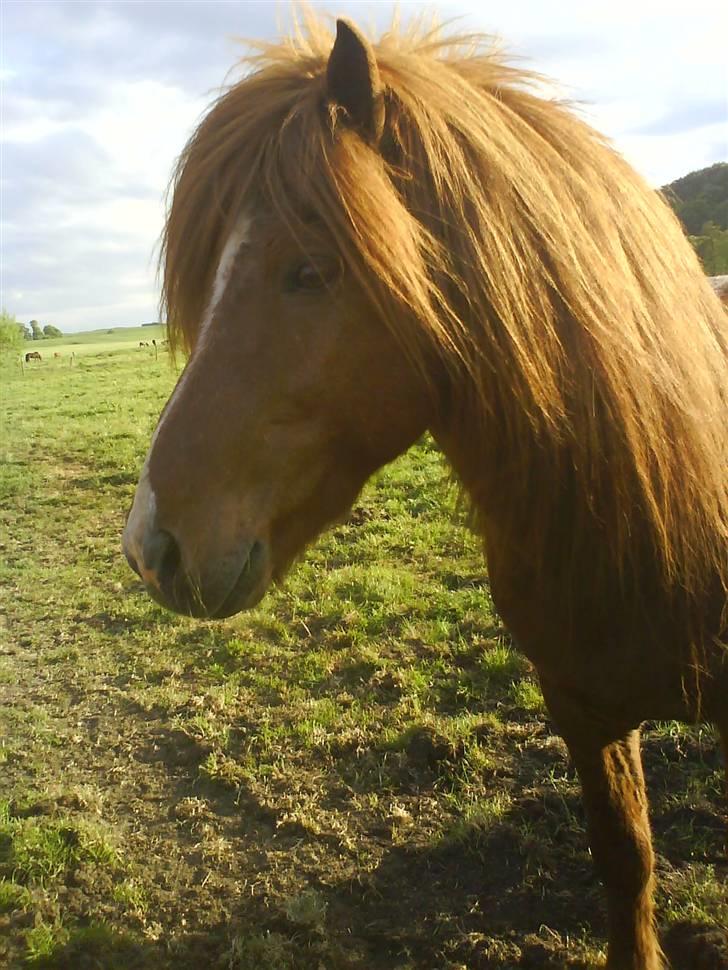 Heste billeder som jeg selv har taget <3 - Milles super smukke islænder hingst Drømmor<33 han er en avels hingst
(taget med min mobil) billede 3