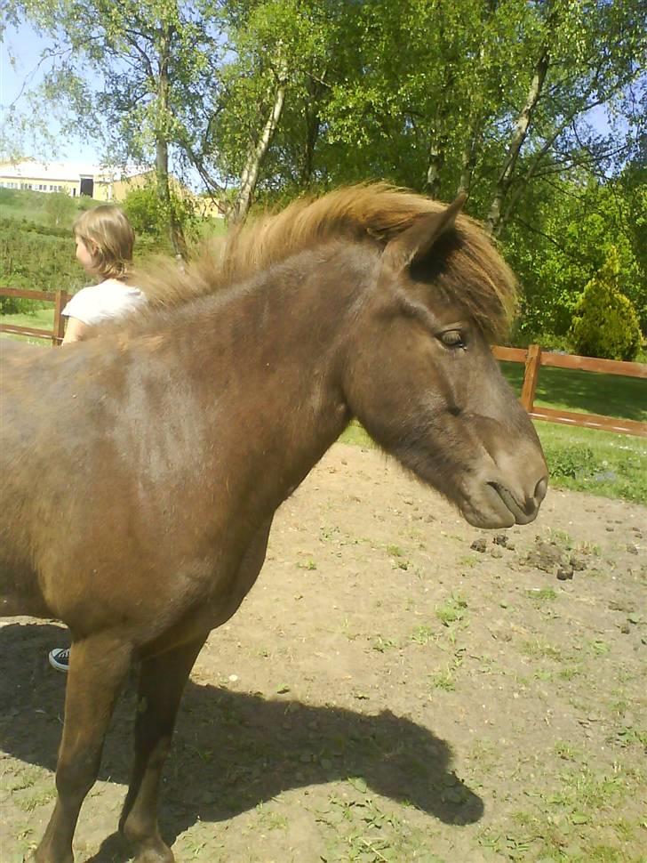 Heste billeder som jeg selv har taget <3 - Joffis mega søde islænder hoppe Elting <33
(taget med min mobil) billede 4