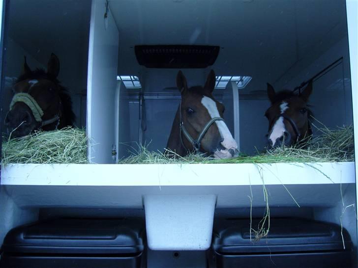Landstræner kursus 2007 i dressur. - Så køre vi  hjem igen. fra venster: Cappy ( Desperado ), Magic  og Merci. billede 10