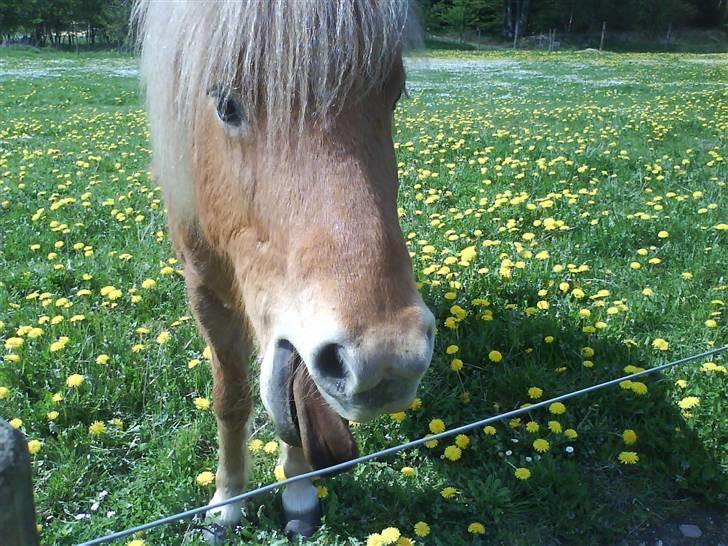 Heste billeder som jeg selv har taget <3 - Dropy der gaber<33
(taget med min mobil) billede 5