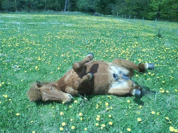 Heste billeder som jeg selv har taget <3 - En vallak som ståer over sammen med Dropy<33
(taget med min mobil) billede 6