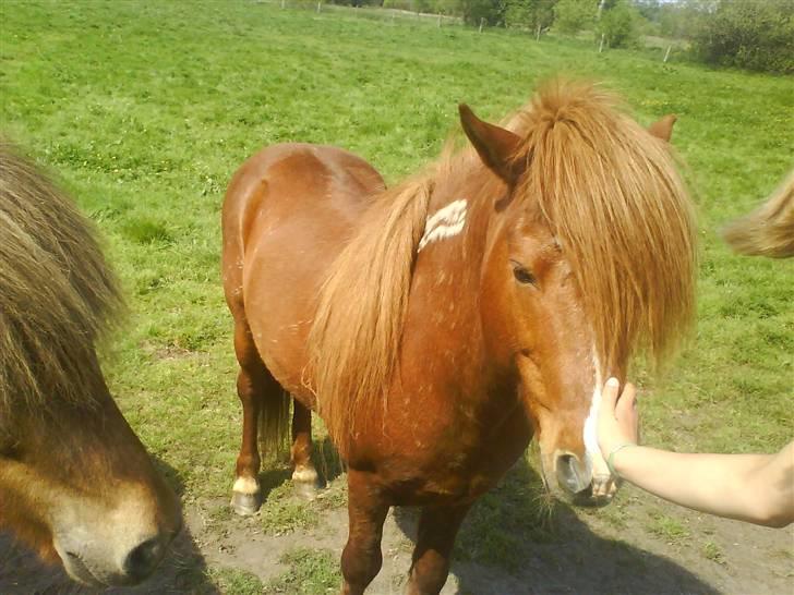 Heste billeder som jeg selv har taget <3 - Den smukke Drømmor igen <33
(taget med min mobil) billede 7