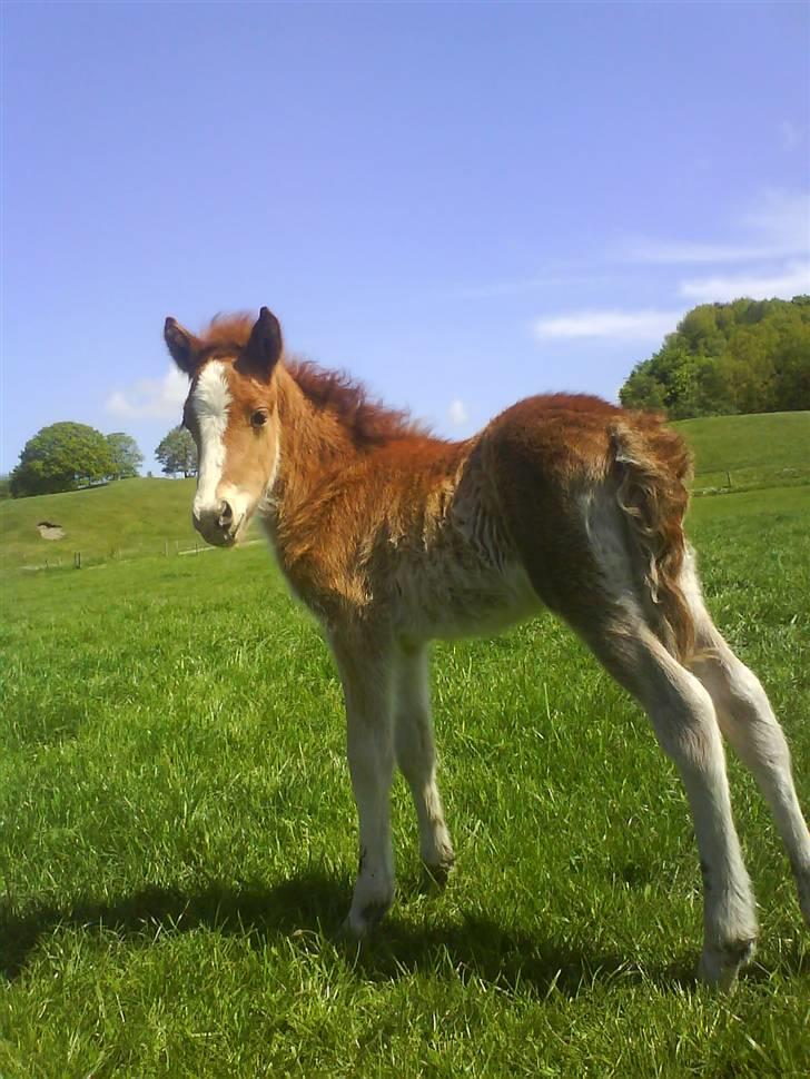 Heste billeder som jeg selv har taget <3 - Super dejligt hingste føl af Drømmor<33 men moren døde desvære da hun havde folet, så den bliver flasket op, han vil meget gerne snakkes med<33

(taget med min mobil) billede 8