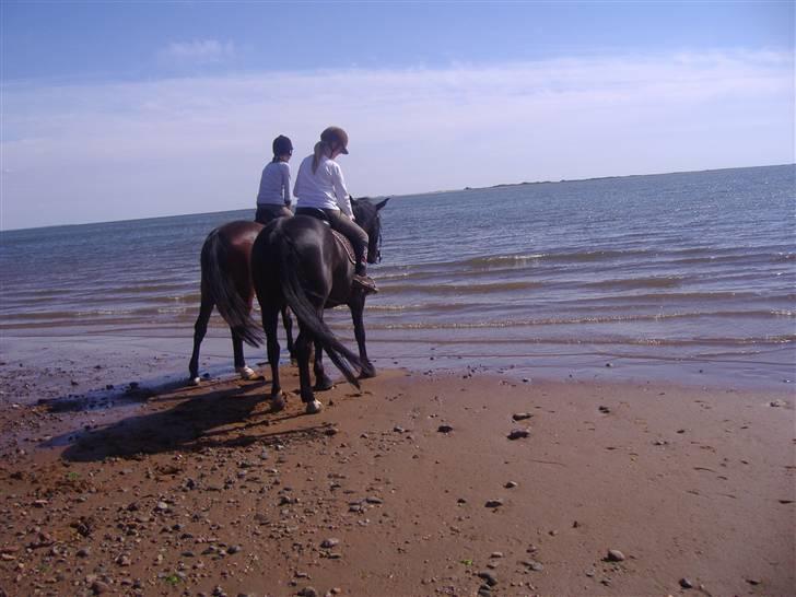 Ridetur på Sjelborg strand med Katrine. - Lille og Landi på vej ud i vandet sammen :D billede 5