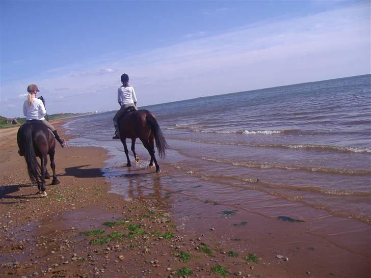 Ridetur på Sjelborg strand med Katrine. - På vej ned af stranden :D billede 10