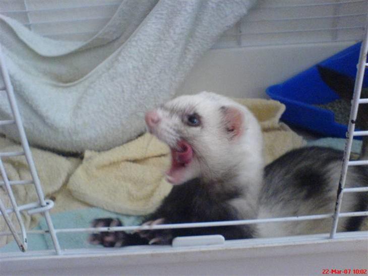 {{currentPhoto.altText}} billede {{currentPhoto.number}}