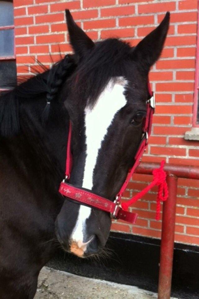 Barbie på stald <3 billede 13