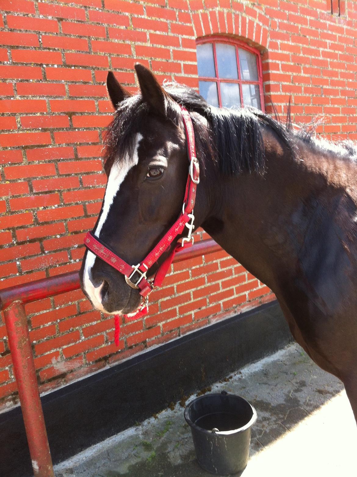 Barbie på stald <3 billede 10