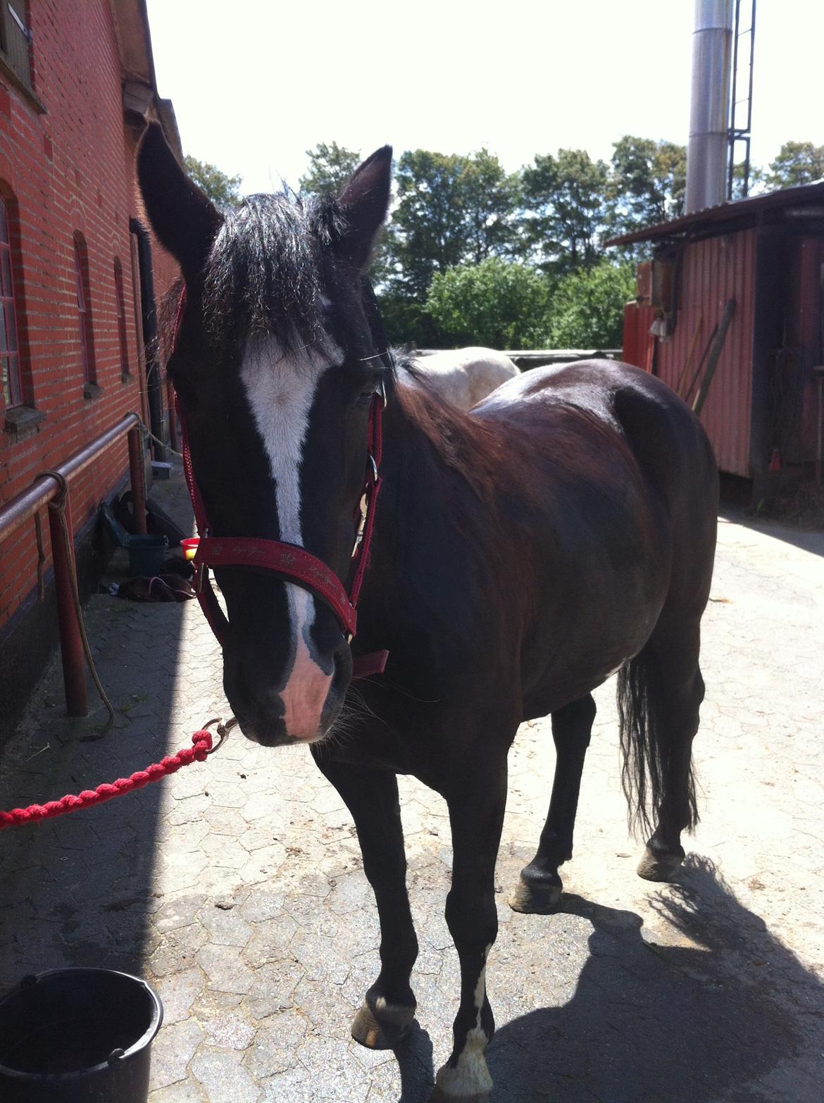 Barbie på stald <3 billede 12