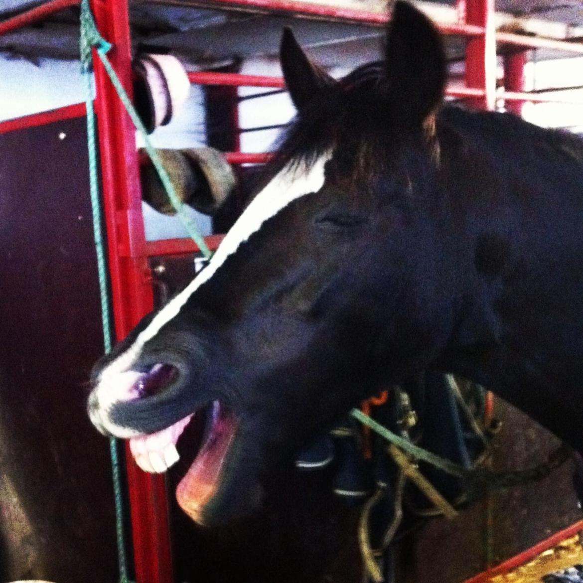 Barbie på stald <3 billede 9