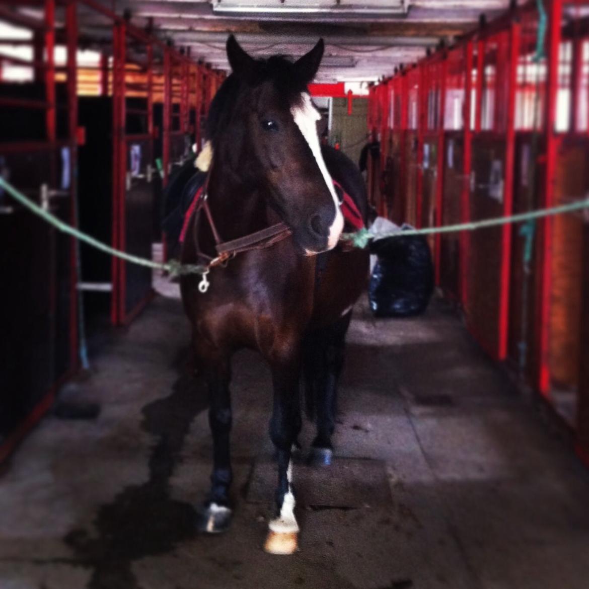 Barbie på stald <3 billede 7