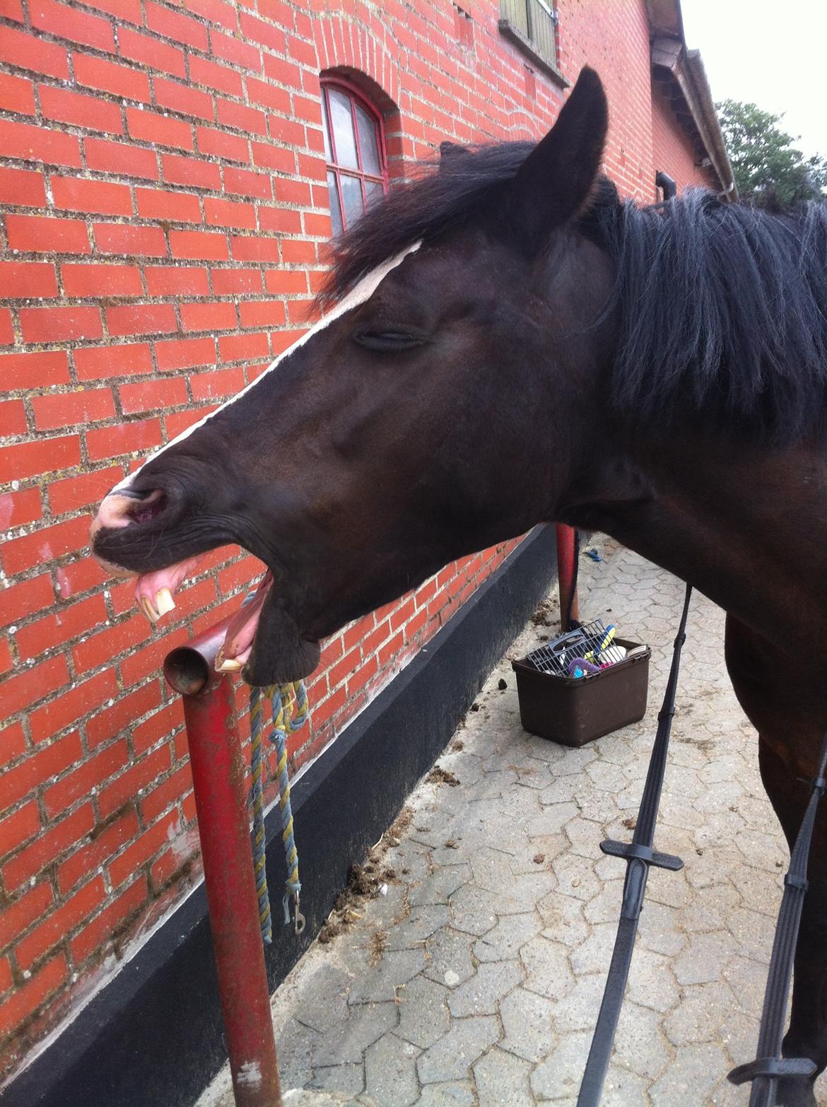 Barbie på stald <3 billede 6