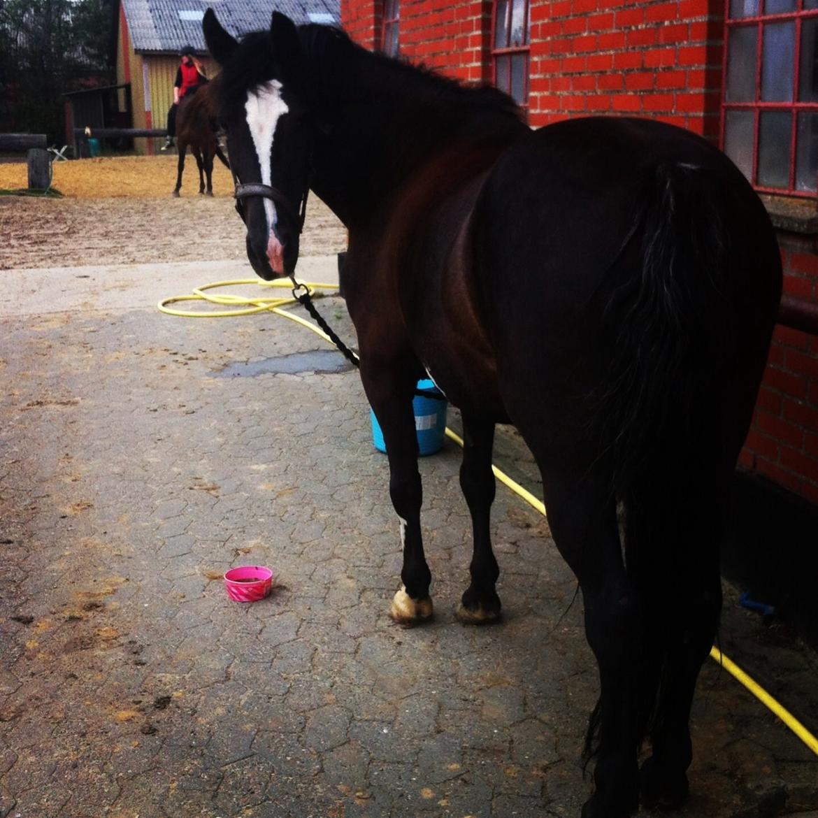 Barbie på stald <3 billede 4