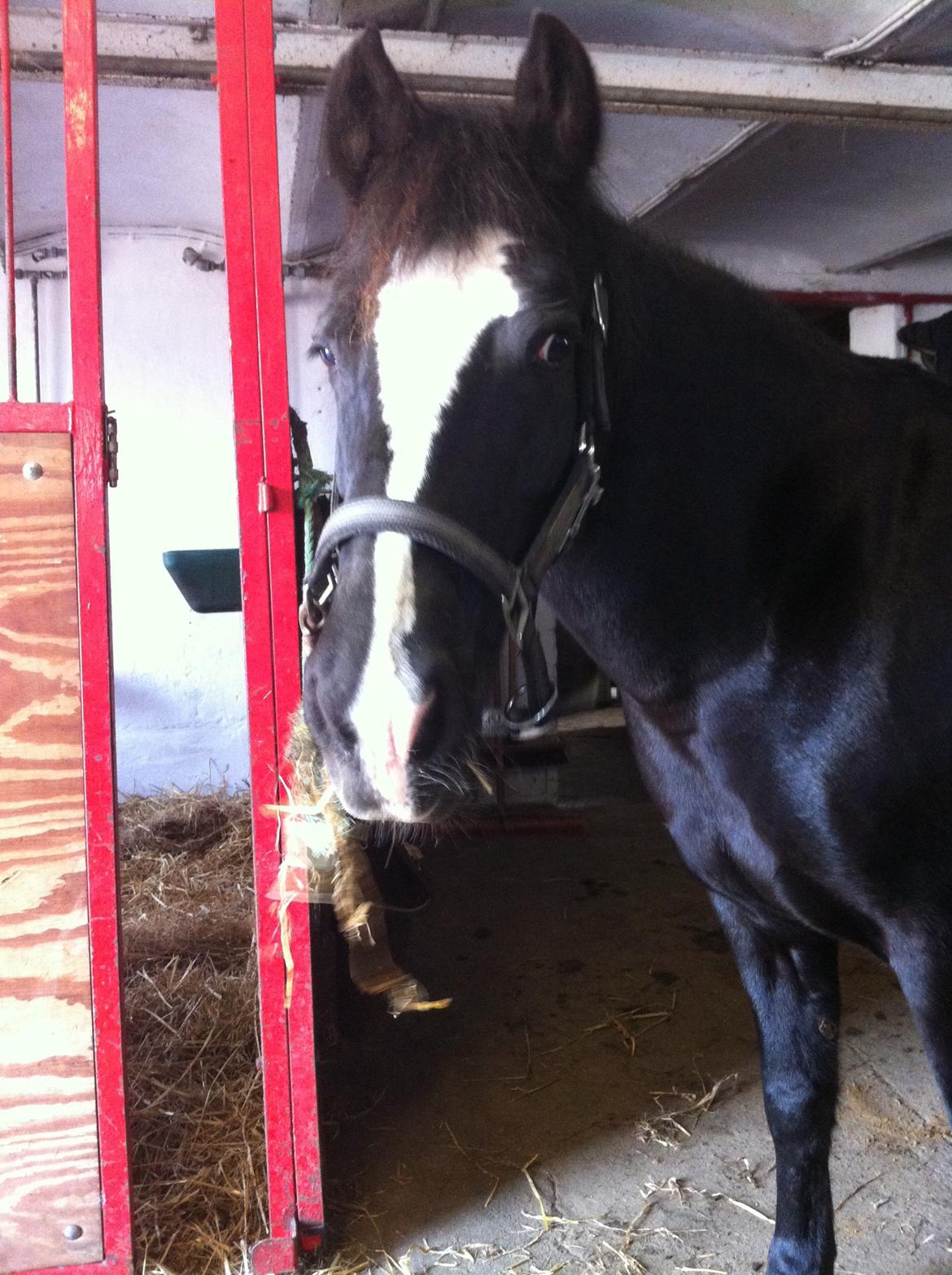 Barbie på stald <3 billede 5