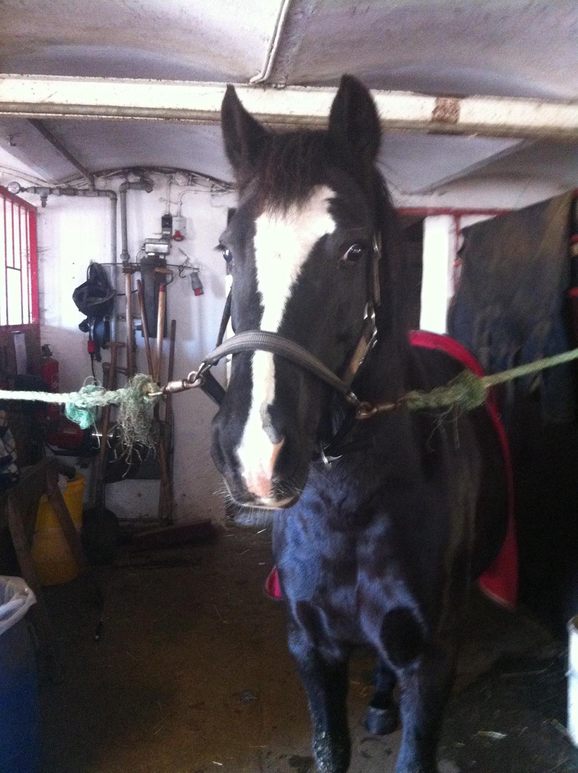 Barbie på stald <3 billede 3