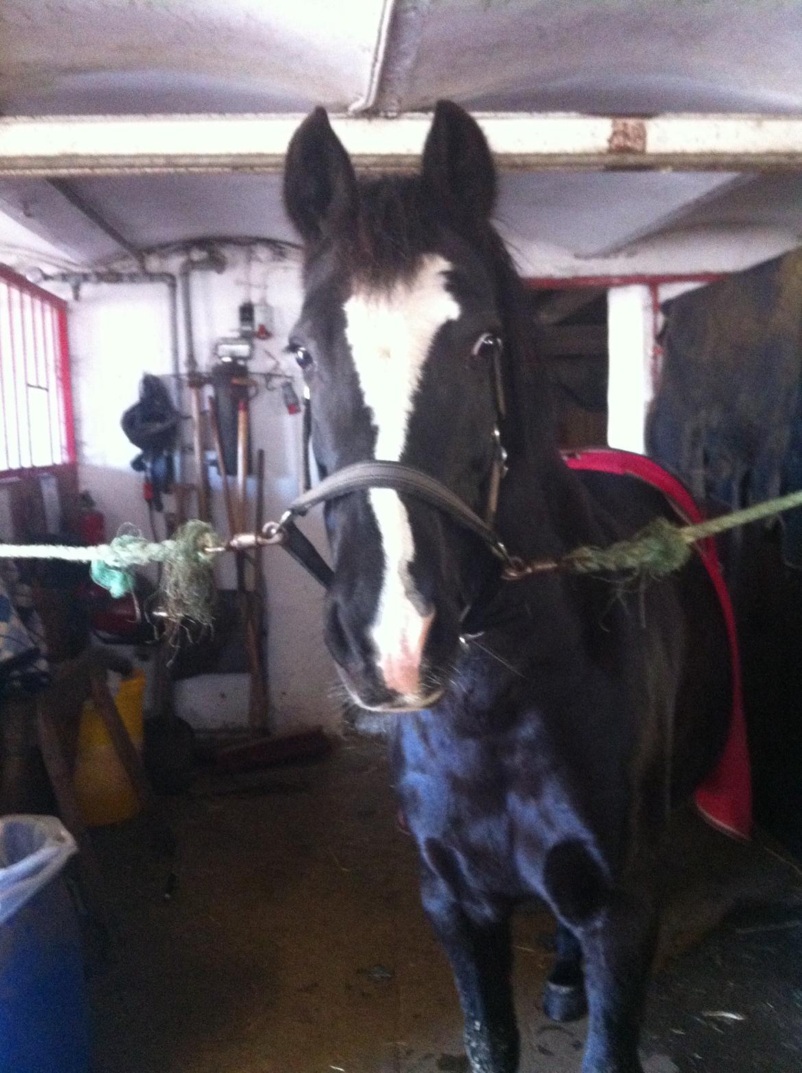 Barbie på stald <3 billede 2