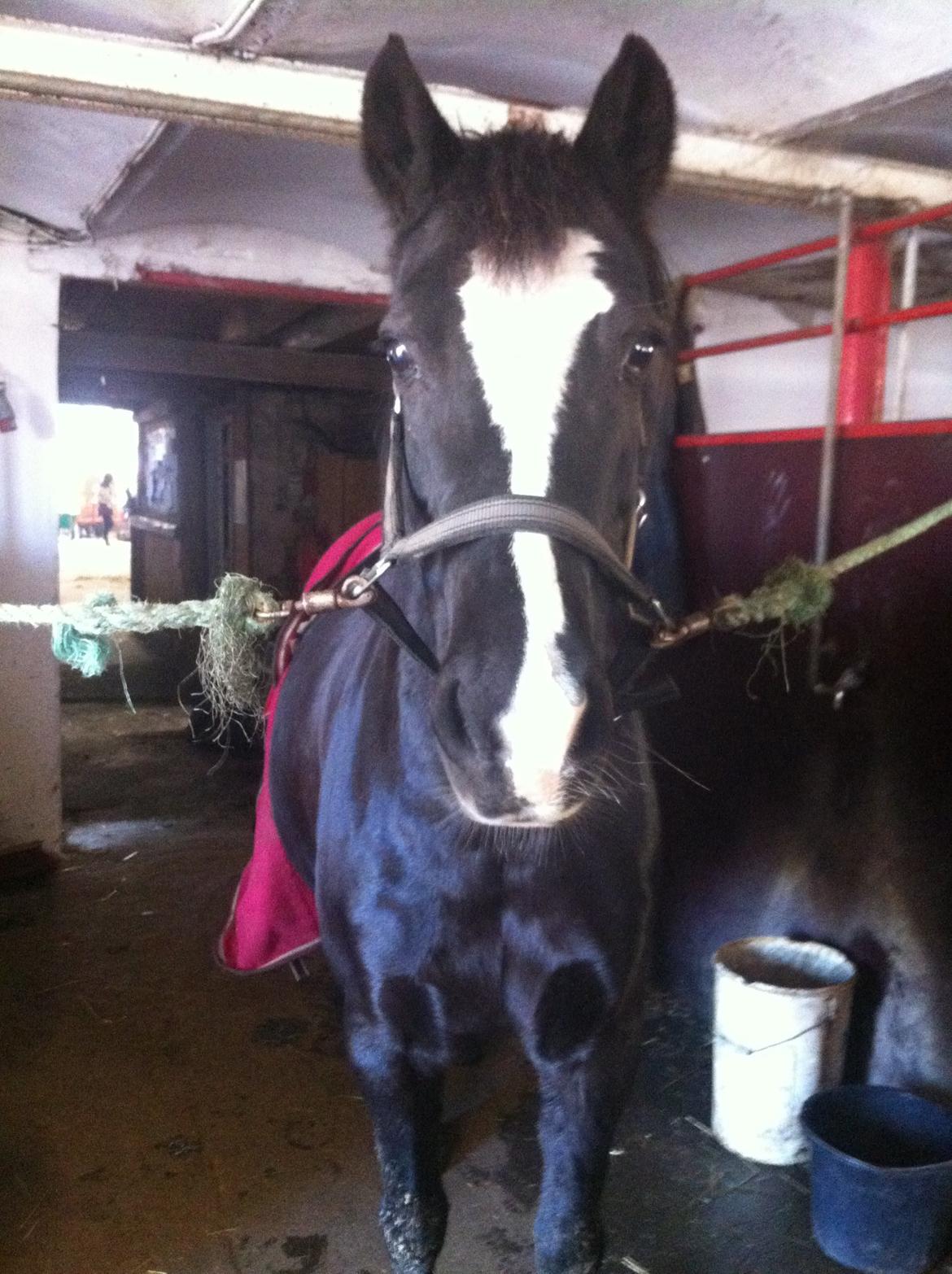 Barbie på stald <3 billede 1